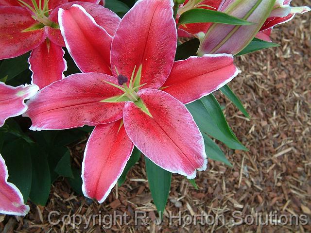 Lilium dark pink